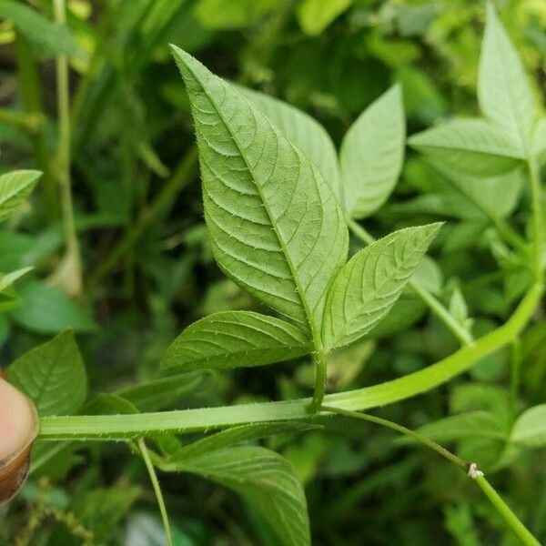 Cleome rutidosperma Yaprak