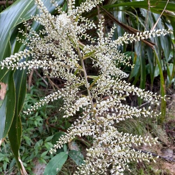 Cordyline australis Floare