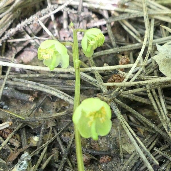 Pyrola chlorantha Цветок