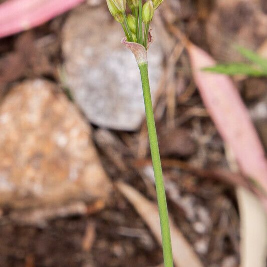 Nothoscordum gracile Blomma