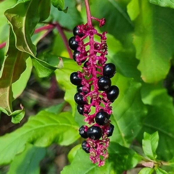 Phytolacca bogotensis Fruit