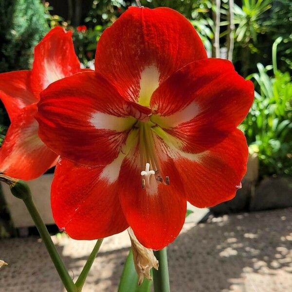 Hippeastrum correiense 花