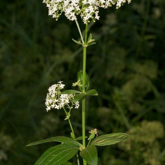 Galium rubioides Egyéb