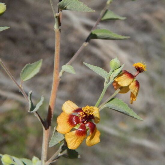 Abutilon incanum Агульны выгляд