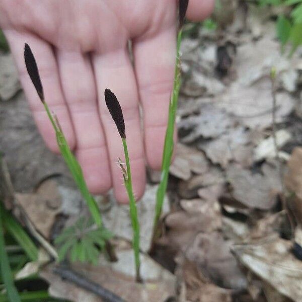 Carex pilosa Λουλούδι