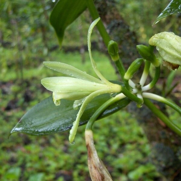 Vanilla planifolia Floare