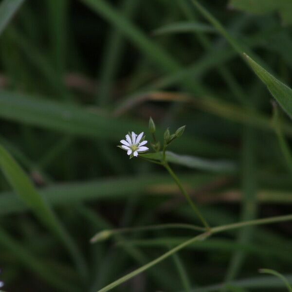 Stellaria alsine ফুল