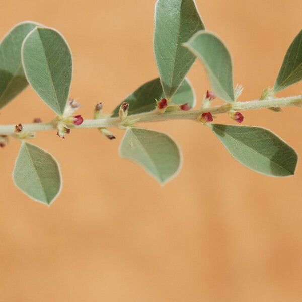 Indigofera diphylla Levél