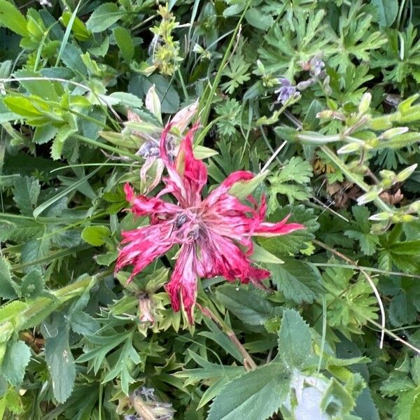 Castilleja parviflora 花