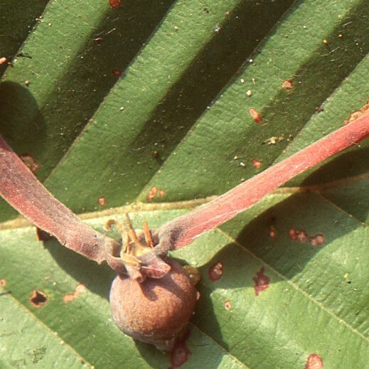 Dipterocarpus obtusifolius 果実