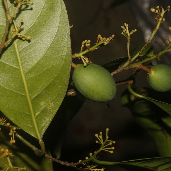 Pouteria chiricana Плод
