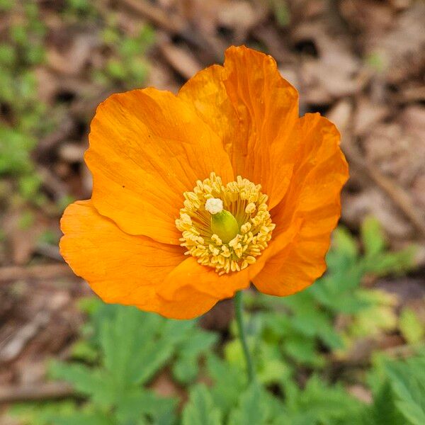 Papaver cambricum Flower