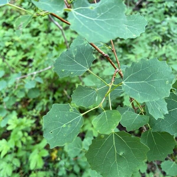 Populus tremula 葉