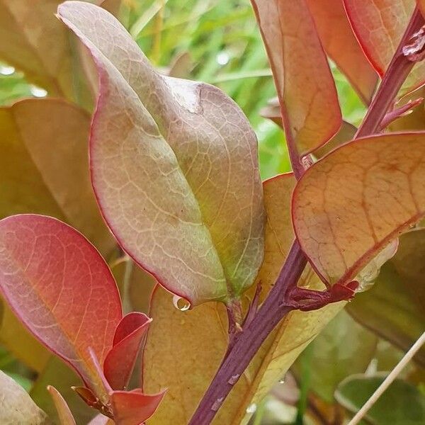 Ximenia americana Leaf