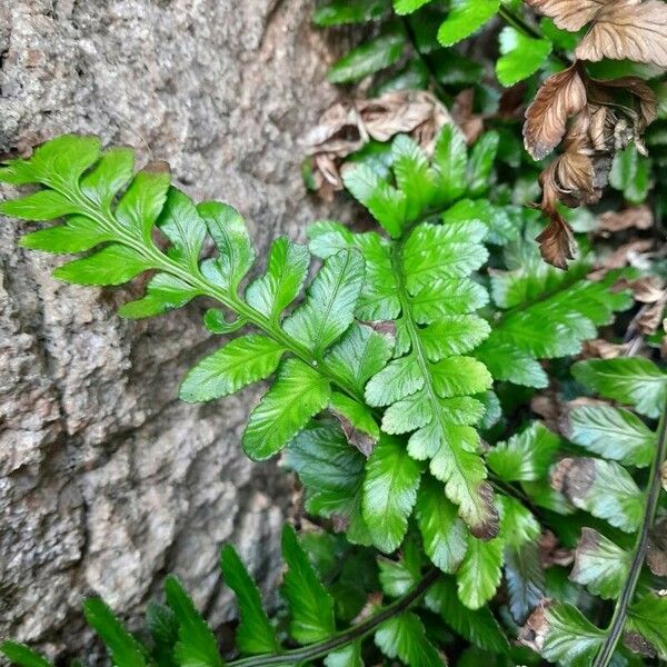 Asplenium marinum Leaf
