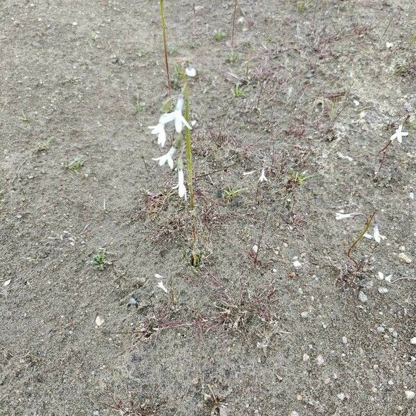 Lobelia dortmanna Облик