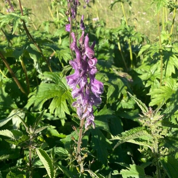 Aconitum septentrionale പുഷ്പം