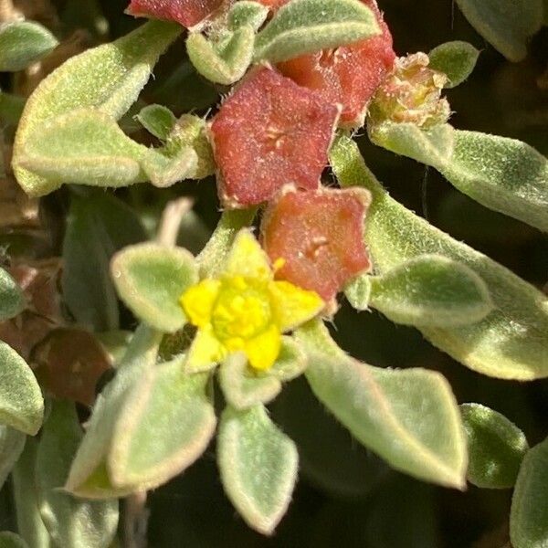 Aizoon canariense Flower