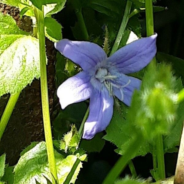 Campanula poscharskyana Blomst