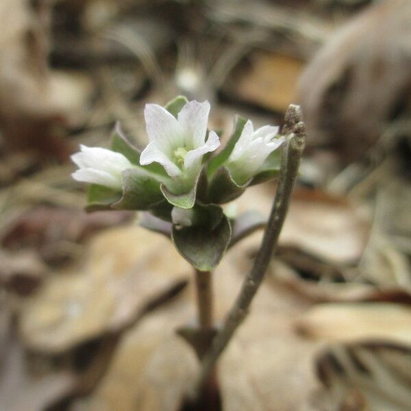 Obolaria virginica Flower