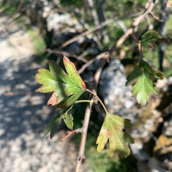 Crataegus rosiformis Folha