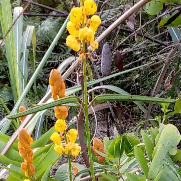 Senna alata Flower