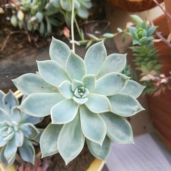 Echeveria elegans Leaf