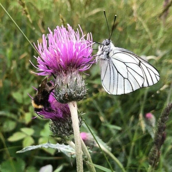 Cirsium dissectum फूल