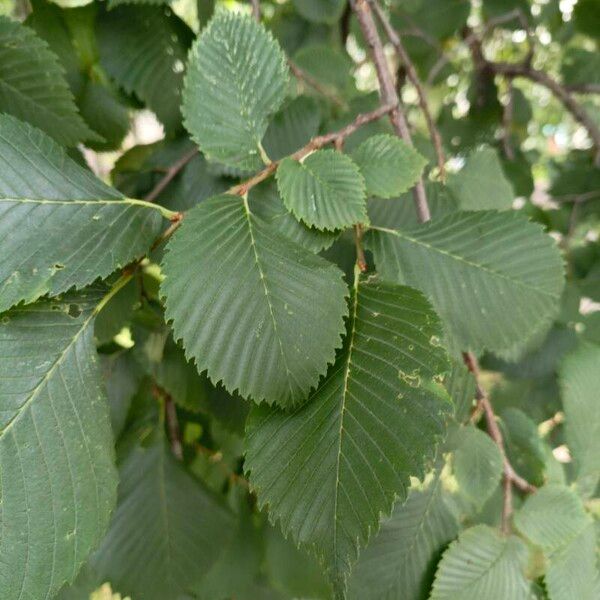 Ulmus laevis Frunză