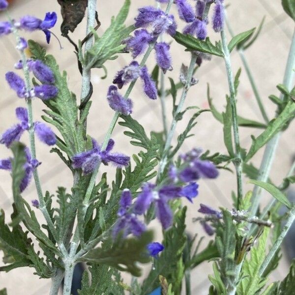 Perovskia atriplicifolia Foglia