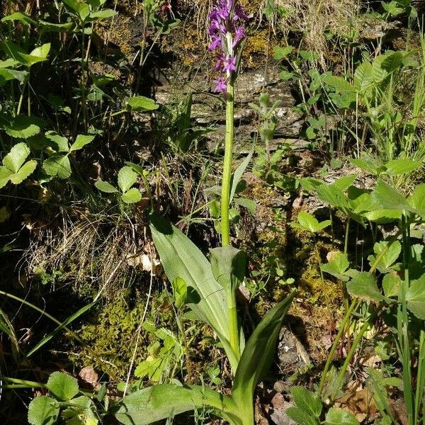 Dactylorhiza elata Habitat