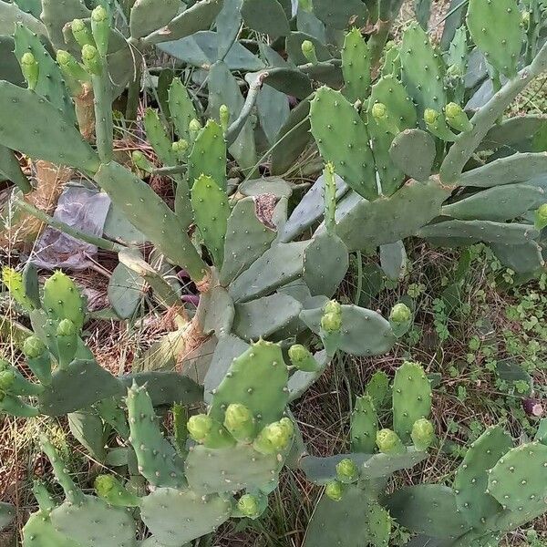 Opuntia ficus-indica Tervik taim