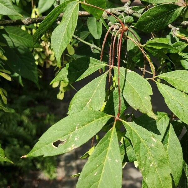 Acer cissifolium Lapas