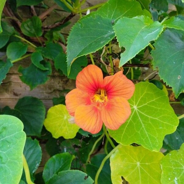 Tropaeolum majus Cvet