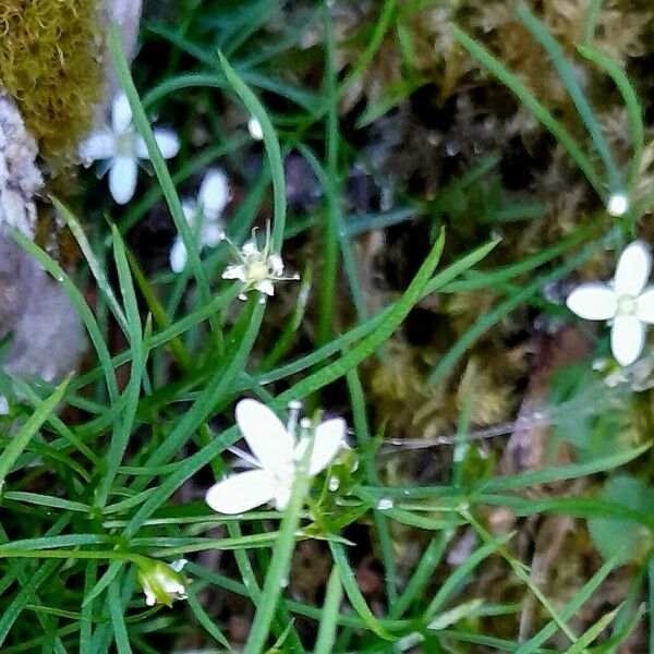 Moehringia muscosa Flor