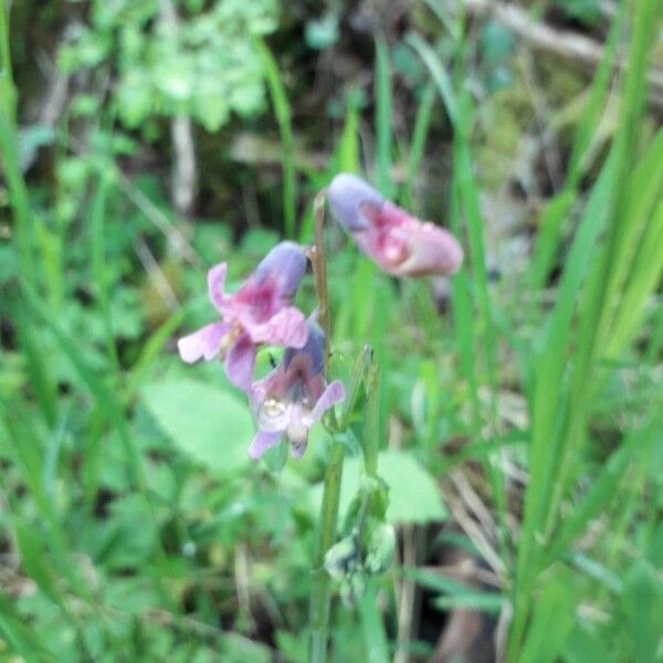 Lathyrus linifolius Lorea