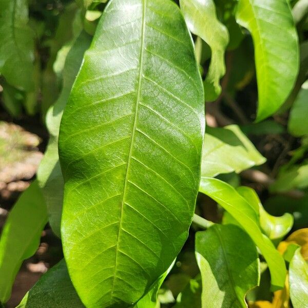 Tabernaemontana stapfiana Leaf