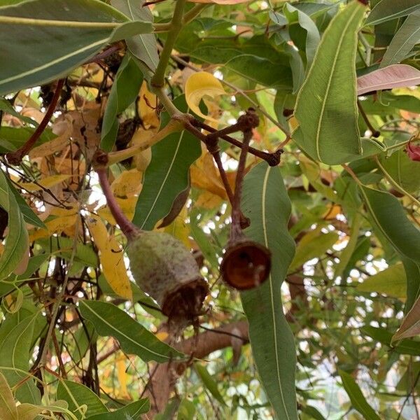 Corymbia ficifolia Žiedas