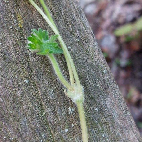 Geranium molle Corteza