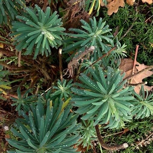 Euphorbia characias Характер