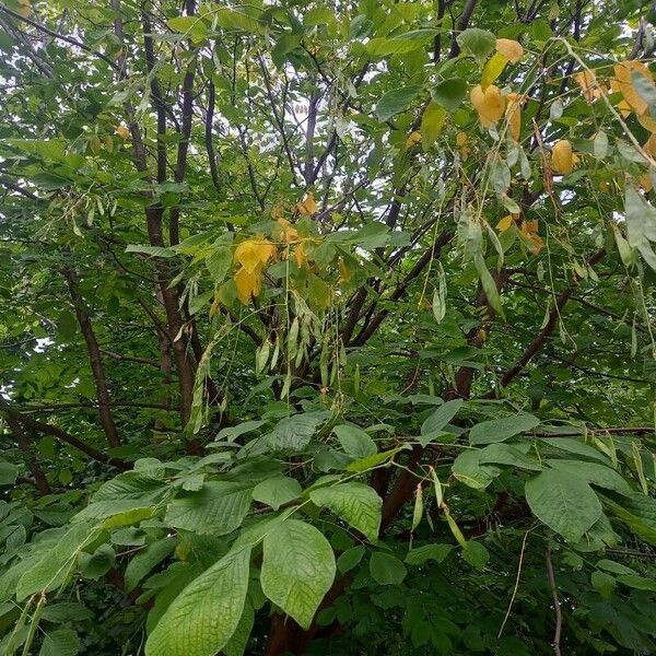 Cladrastis kentukea Fruit