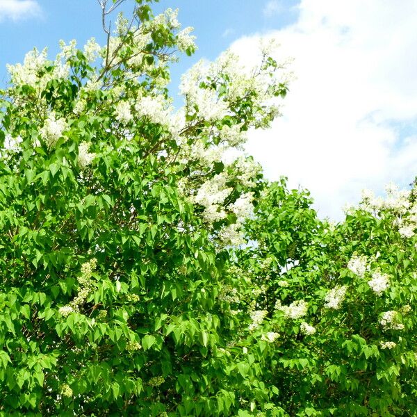 Syringa vulgaris Natur