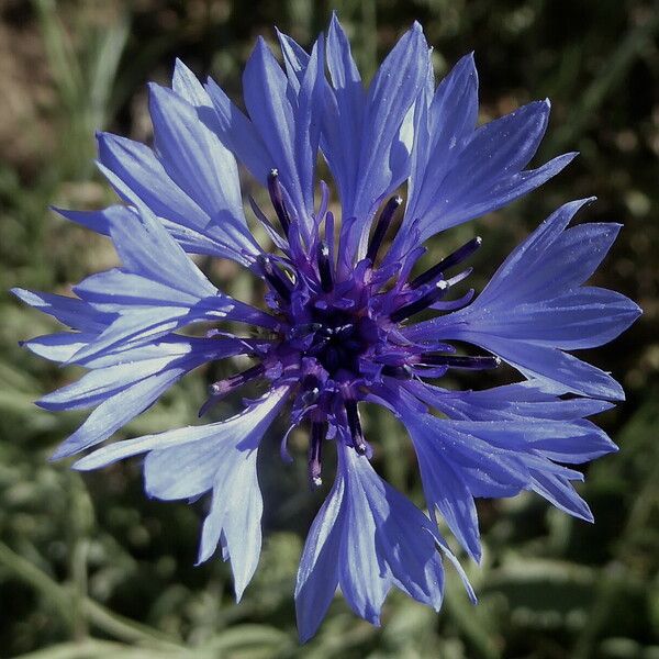 Centaurea cyanus Flower