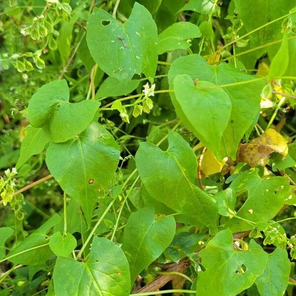 Fallopia scandens List