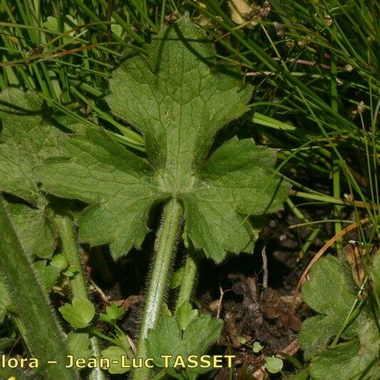 Ranunculus velutinus 葉