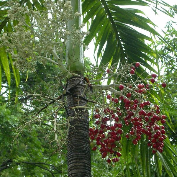 Adonidia merrillii Habitus