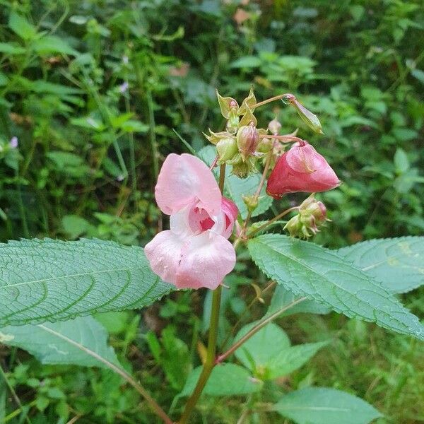 Impatiens glandulifera Flower