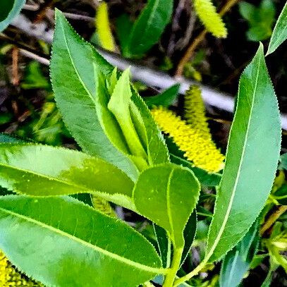 Salix pentandra Leaf