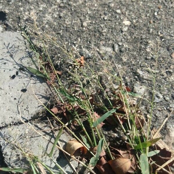 Eragrostis minor Λουλούδι