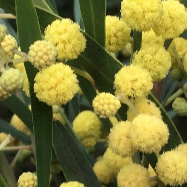 Acacia pycnantha Çiçek